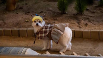 Гөлөг болдог үнсгэлжин